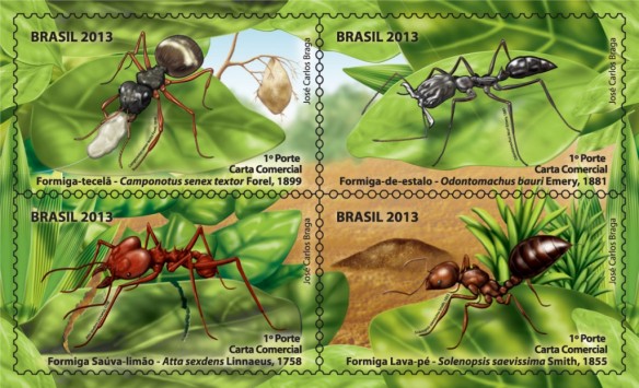 Formigas-selos
